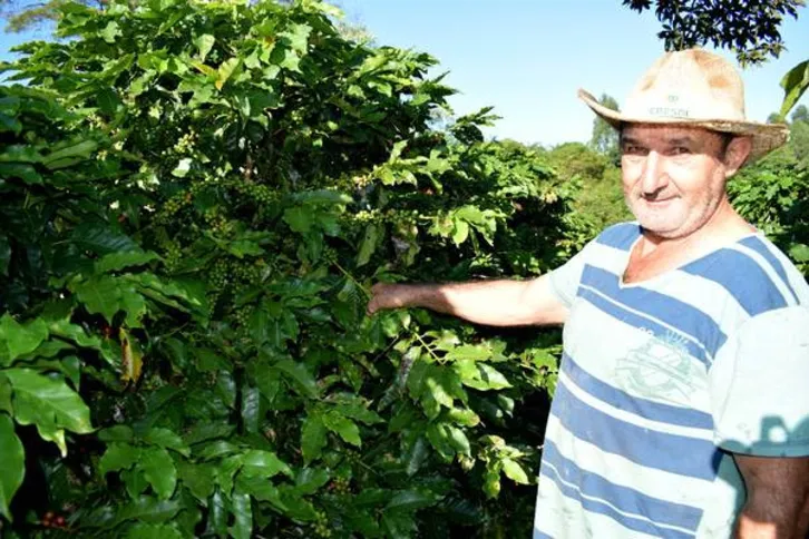 Imagem ilustrativa da imagem  Chuvas atrasam início da colheita de café