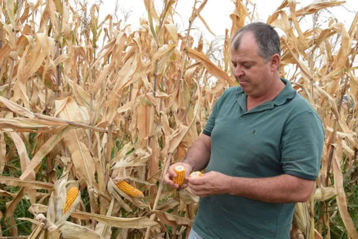 Imagem ilustrativa da imagem Com preço em baixa, plantio de milho será reduzido em 25%