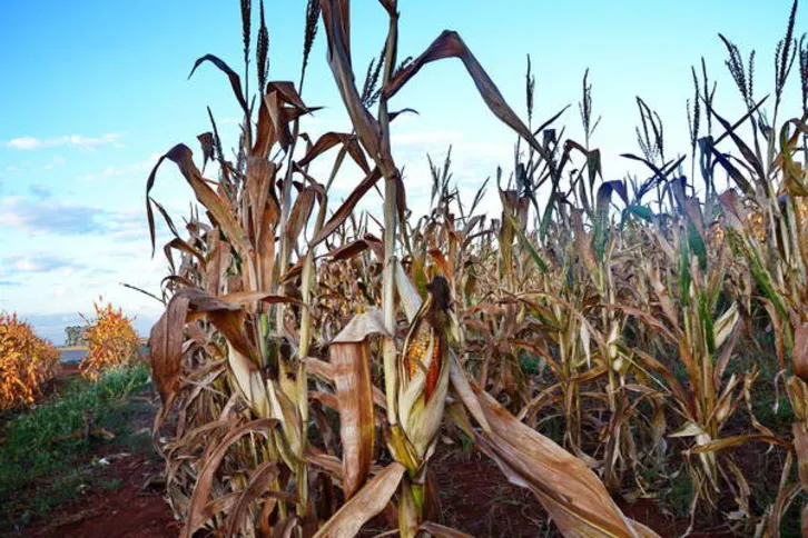 Imagem ilustrativa da imagem Estiagem prejudica lavouras  de milho e trigo na região