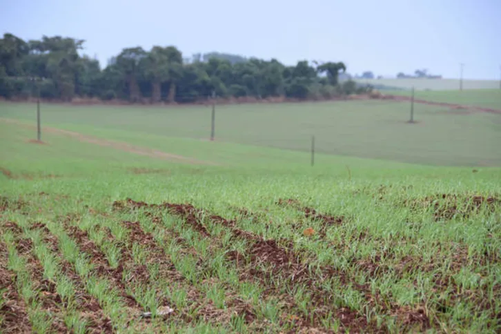 Imagem ilustrativa da imagem Retorno da chuva beneficia a cultura do trigo no Vale do Ivaí