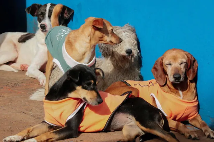 Imagem ilustrativa da imagem Cães do Canil Municipal recebem agasalhos