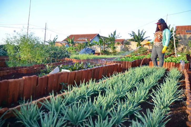 Imagem ilustrativa da imagem Arapongas amplia projeto que incentiva implantação de hortas comunitárias