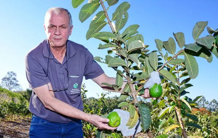 Imagem ilustrativa da imagem Cultivo de frutas movimenta mais de R$ 43,4 milhões em 2017