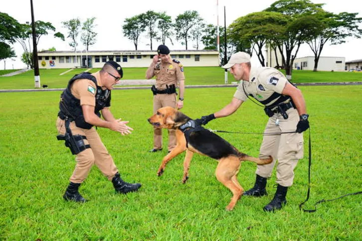 Imagem ilustrativa da imagem Treinando um cão policial