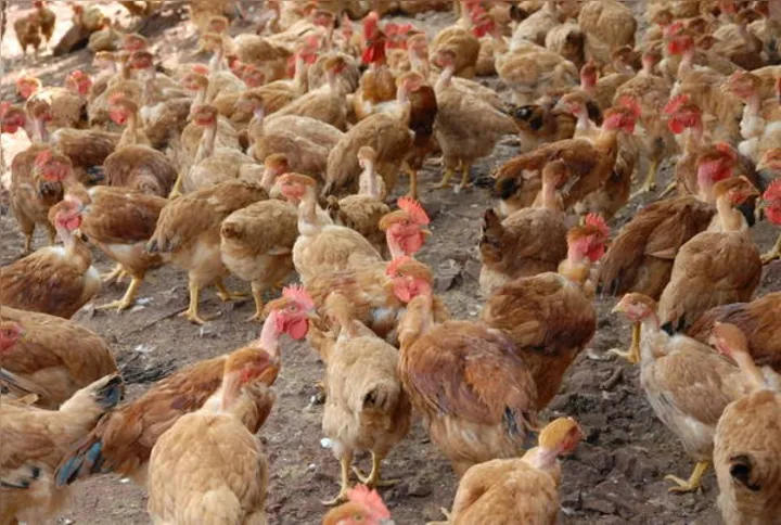Imagem ilustrativa da imagem Avícola aposta em certificação halal para ampliar mercado 