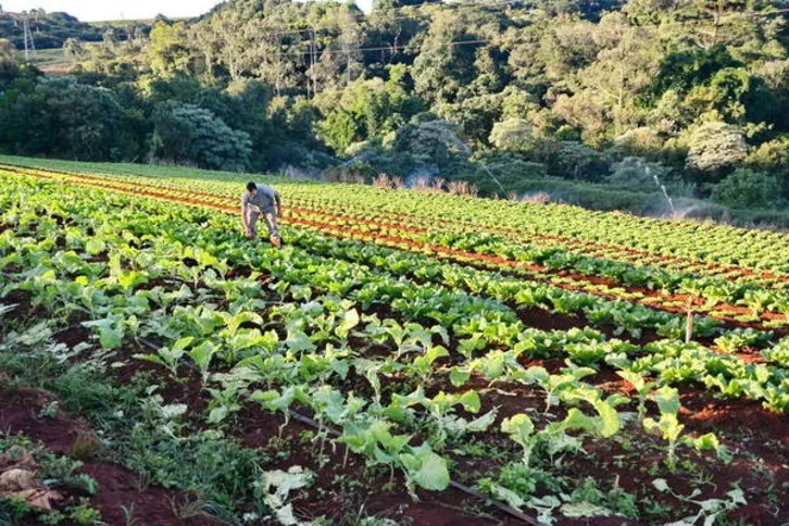 Imagem ilustrativa da imagem Região tem a 3ª melhor evolução de renda agrícola