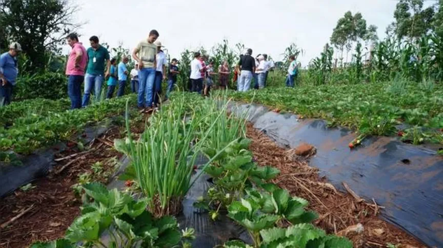 Imagem ilustrativa da imagem IFPR incentiva agricultura  orgânica na região de Ivaiporã