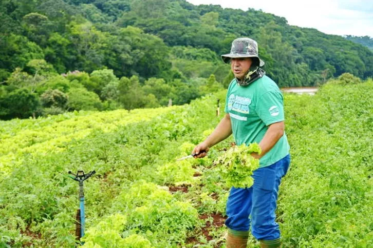 Imagem ilustrativa da imagem Produtores somam perdas de até 70% nas hortaliças 