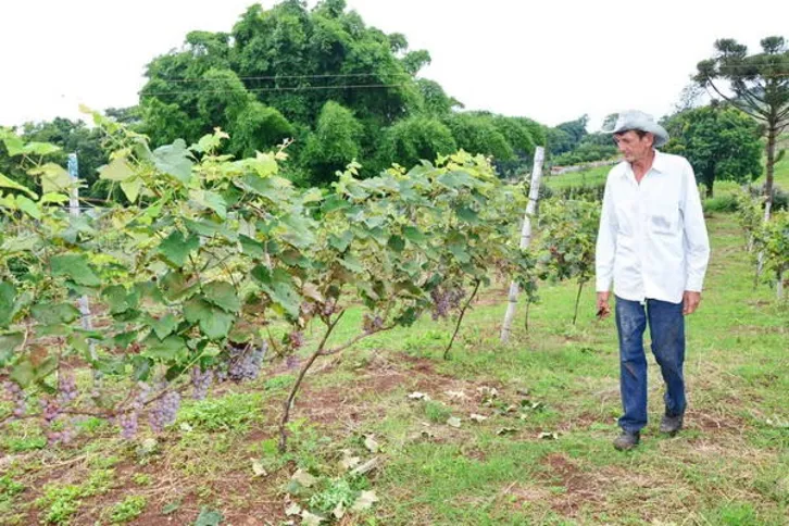 Imagem ilustrativa da imagem Fruticultura amplia renda no campo