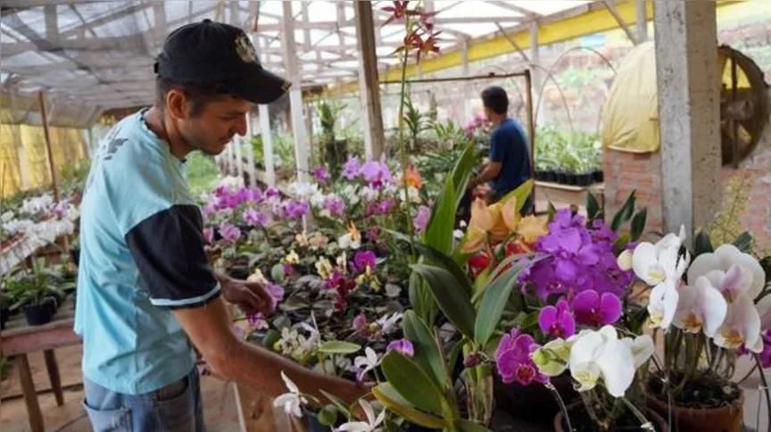 Imagem ilustrativa da imagem Orquídeas são atração em feira 