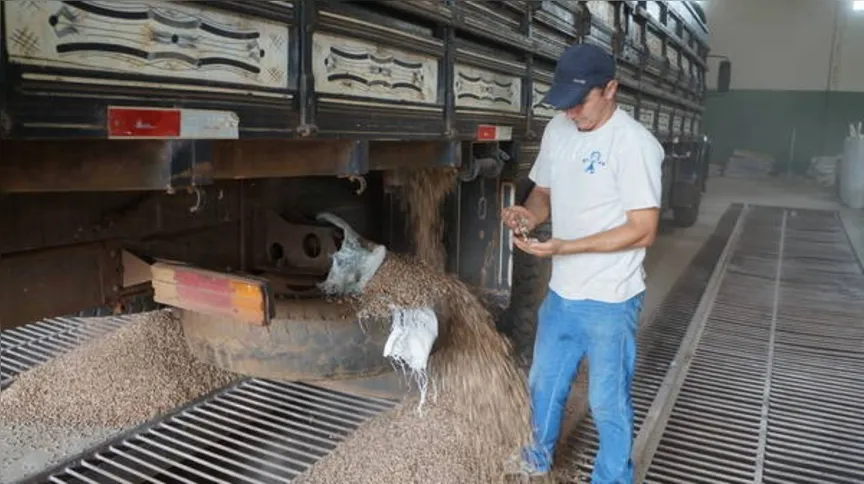 Imagem ilustrativa da imagem Em 15 anos, feijão perde 75% da área plantada 