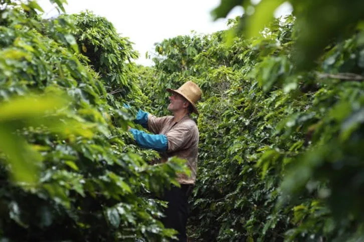 Imagem ilustrativa da imagem Agronegócio terá incentivo