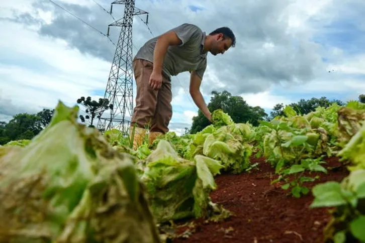 Imagem ilustrativa da imagem Produtores rurais contabilizam prejuízos