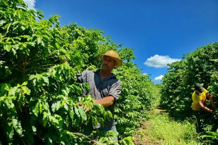 Imagem ilustrativa da imagem Cafeicultura da região vive momento ruim