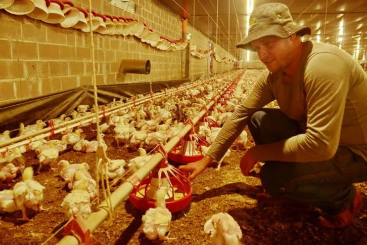 Imagem ilustrativa da imagem Frango de corte substitui o café na força agrícola de Apucarana