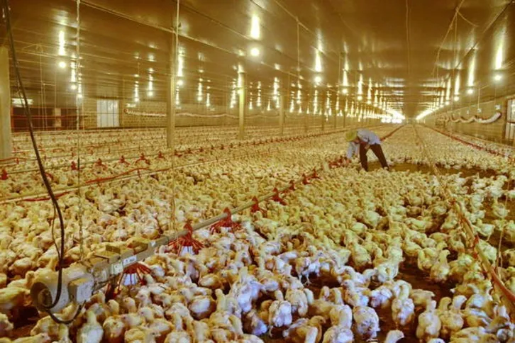 Imagem ilustrativa da imagem Frango de corte substitui o café na força agrícola de Apucarana