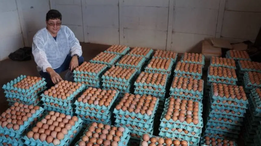 Imagem ilustrativa da imagem Empresa vai produzir ovos caipiras em larga escala 