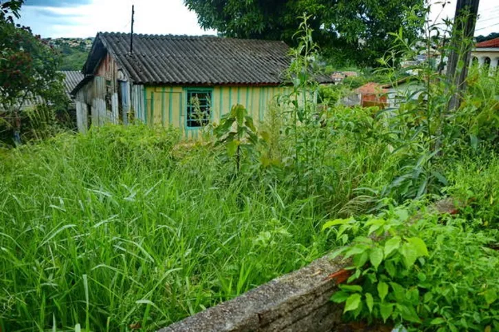 Imagem ilustrativa da imagem Terrenos baldios geram vinte reclamações por dia na Prefeitura