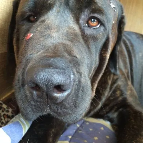 Imagem ilustrativa da imagem Cães atacam bandidos e evitam assalto em Apucarana