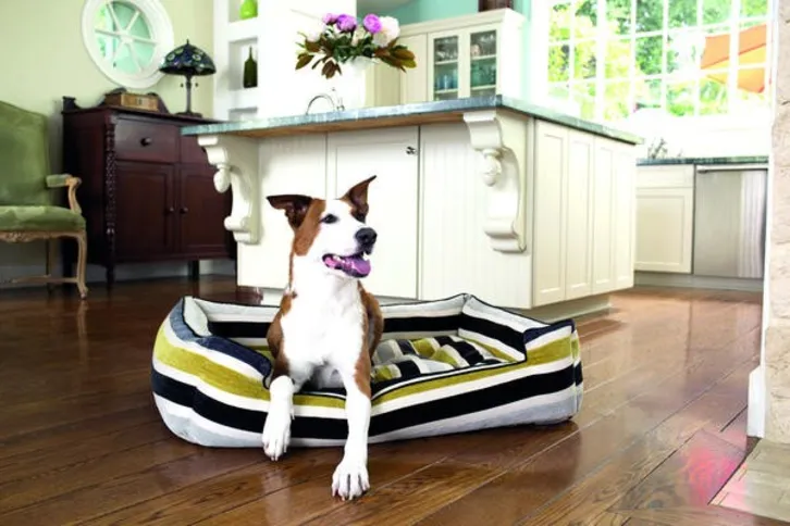 Imagem ilustrativa da imagem  Casa com pets pede cuidados na decoração