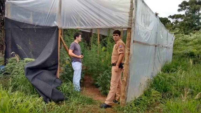 Imagem ilustrativa da imagem Maconha era cultivada em estufa