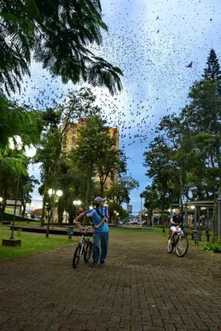 Imagem ilustrativa da imagem  Espetáculo da andorinhas volta a dividir opiniões