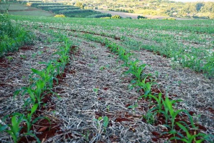 Imagem ilustrativa da imagem  Milho ganha terreno para safra de inverno na região