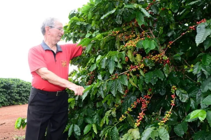Imagem ilustrativa da imagem Safra de café deve ficar até 27% menor na região