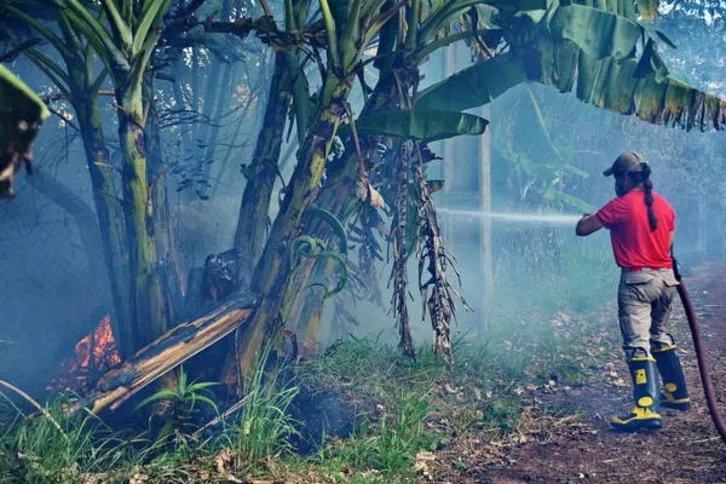 Imagem ilustrativa da imagem Incêndios ambientais crescem 15% na região de Apucarana