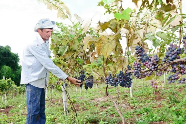 Imagem ilustrativa da imagem  Merenda escolar começa a receber frutas do ‘Terra Forte’