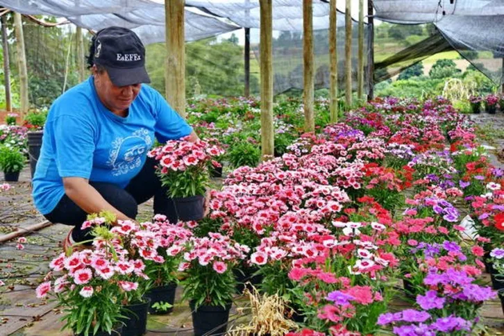 Imagem ilustrativa da imagem Dia das Mães movimenta produtores e floriculturas
