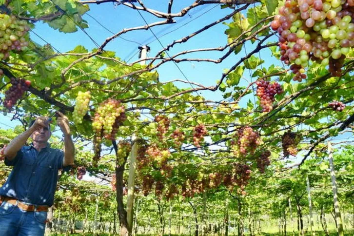 Imagem ilustrativa da imagem Seminário discute ‘circuito das frutas’ no Vale