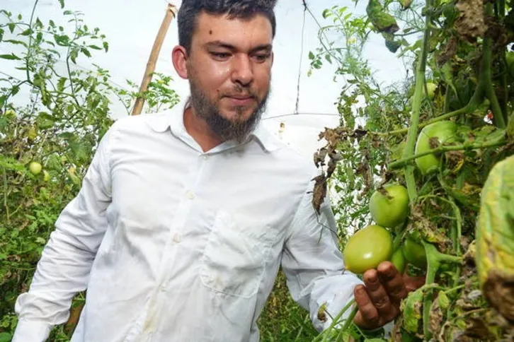 Imagem ilustrativa da imagem Preço do tomate registra queda de até 36,5% em Apucarana