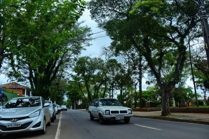 Imagem ilustrativa da imagem Arborização urbana ainda é desafio para cidades da região