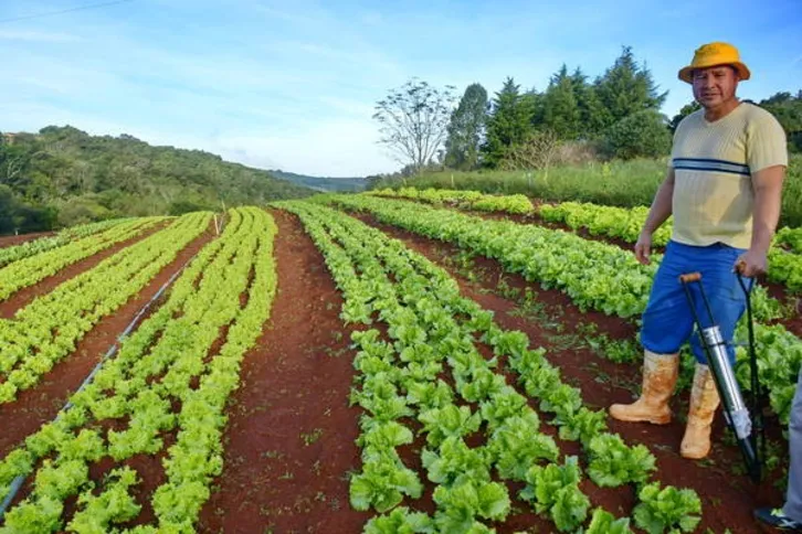 Imagem ilustrativa da imagem Risco de geada coloca agricultores em alerta