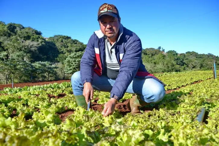 Imagem ilustrativa da imagem Agricultores começam a contar prejuízos causados pela geada