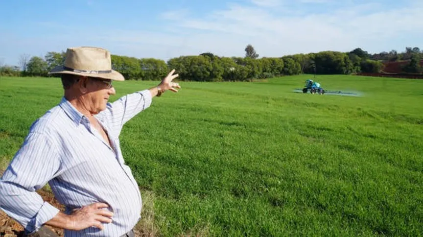 Imagem ilustrativa da imagem Trigo perde quase 20% da área plantada