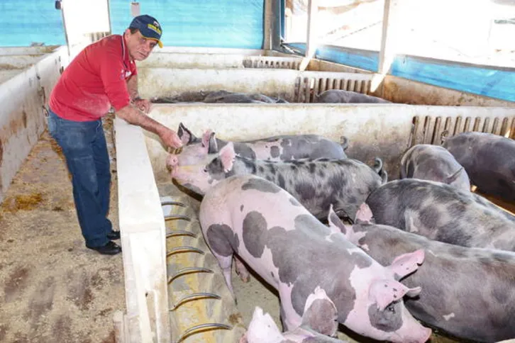 Imagem ilustrativa da imagem Com milho em alta e preço da carne estável, suinocultura perde espaço 