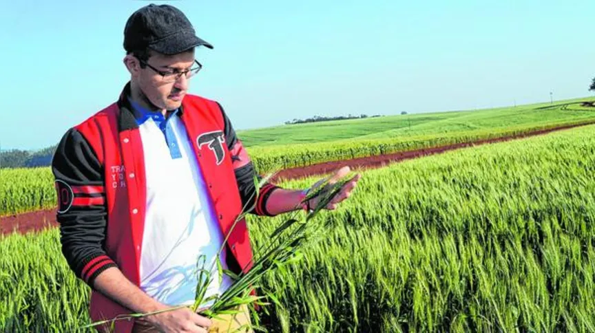 Imagem ilustrativa da imagem Com menor área de plantio, trigo promete mais produtividade neste ano