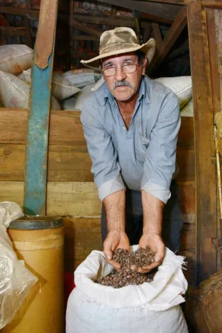 Imagem ilustrativa da imagem Chuvas derrubam qualidade do café em Apucarana e Ivaiporã