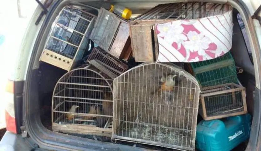 Imagem ilustrativa da imagem PM apreende  41 pássaros  em Apucarana