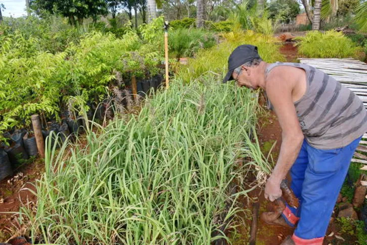 Imagem ilustrativa da imagem Três mil mudas de citronela contra dengue