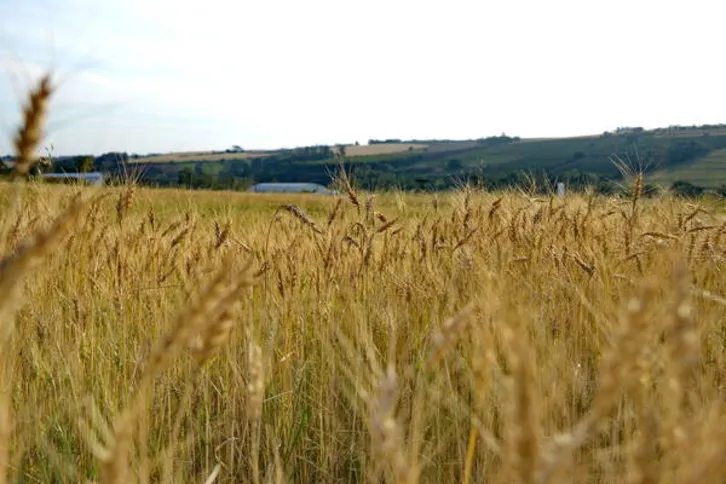 Imagem ilustrativa da imagem Região vai colher safra de trigo 8% maior