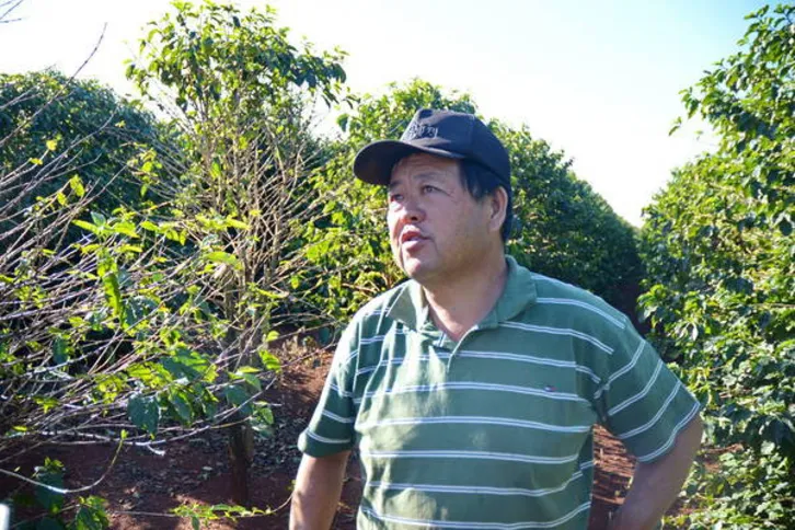 Imagem ilustrativa da imagem Tradição mantém cultivo de café na região