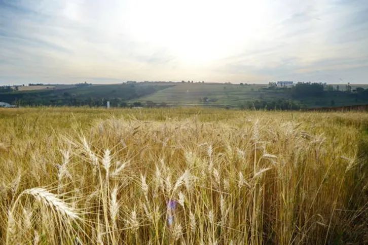 Imagem ilustrativa da imagem Faturamento da agropecuária cresce 21%