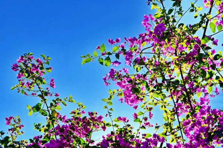 Imagem ilustrativa da imagem Primavera começa com promessa de pancadas de chuva