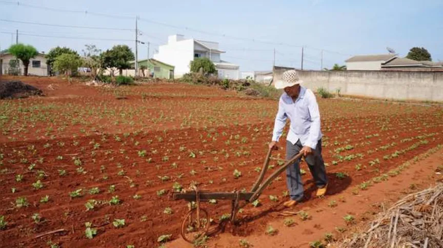 Imagem ilustrativa da imagem Aposentado faz lavoura na área urbana de Ivaiporã