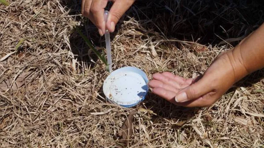 Imagem ilustrativa da imagem Tecpar testa mosquito estéril para controlar dengue