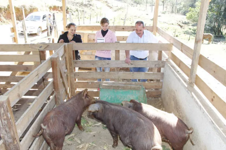 Imagem ilustrativa da imagem  Novo programa gera renda no campo