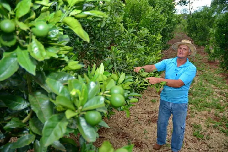 Imagem ilustrativa da imagem Conab vai comprar R$ 500 mil da agricultura familiar de Apucarana